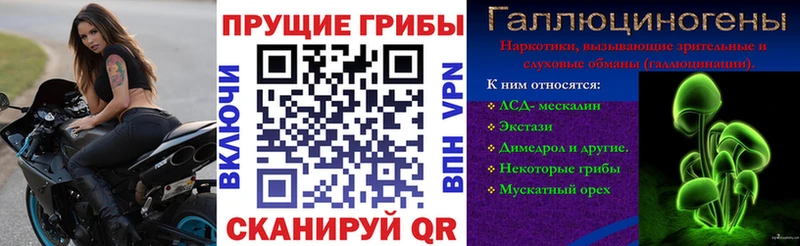 Купить где  Сурск  Галлюциногенные грибы GOLDEN TEACHER 